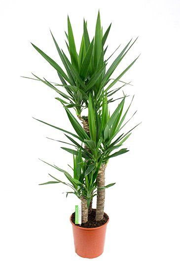 Yucca Elephantipes