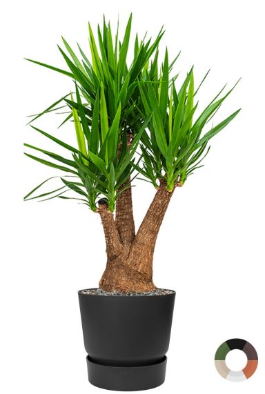 Yucca im Elho-Plastiktopf