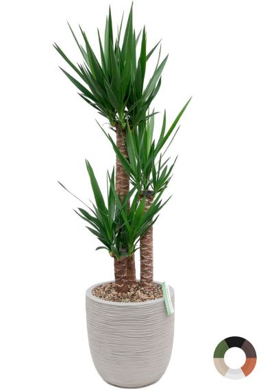 Yucca Zimmerpflanze in grauem Capi-Topf 1