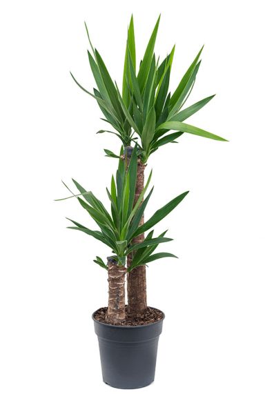 Yucca palm 1