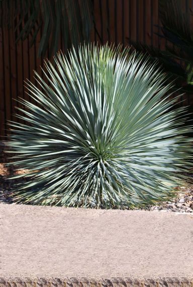 Yucca rostrata gartenpflanze 1