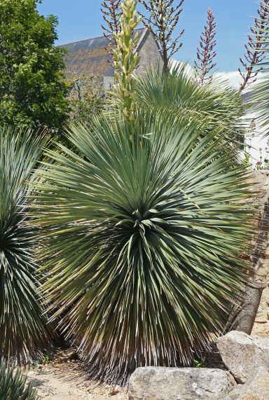 Yucca rostrata gartenpflanze p38