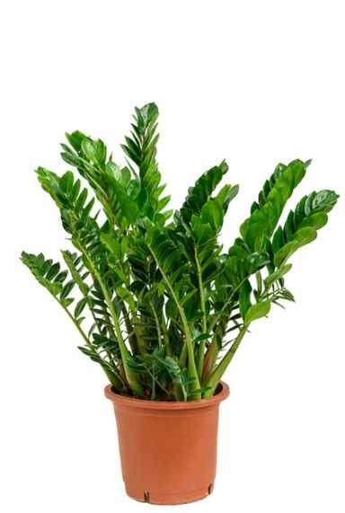 Zamioculcas