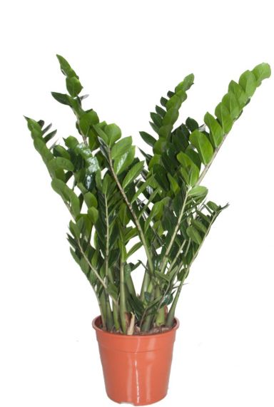 Zamioculcas zamiofollia - Glücksfeder