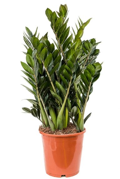 Zamioculcas (Glücksfeder) Pflegetipps und Informationen 123zimmerpflanzen