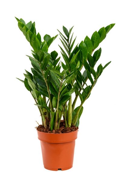 Zamioculcas zamiifolia grüne pflanze