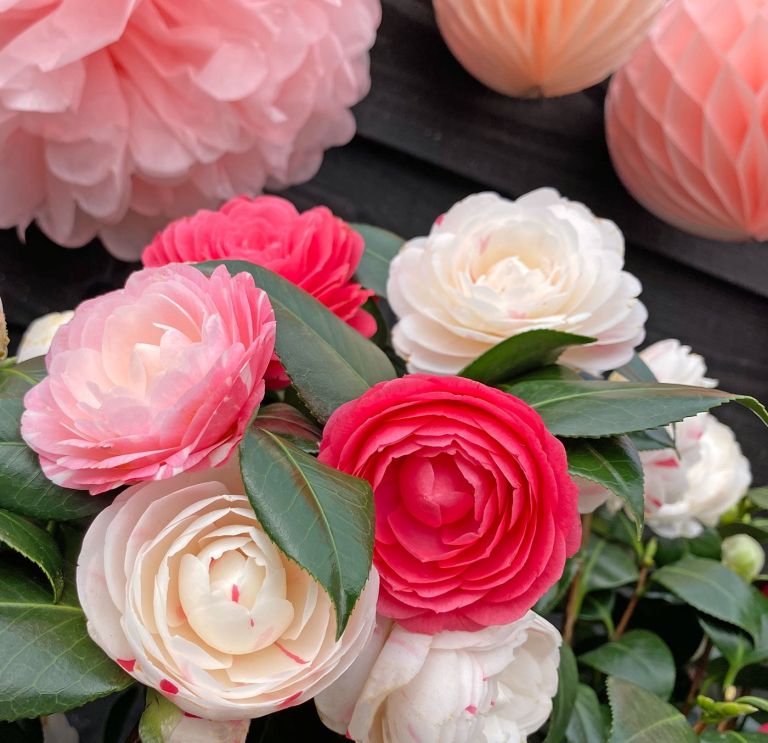 Camellia Japonica 'Winter Festival' | 50cm kaufen? - 123zimmerpflanzen