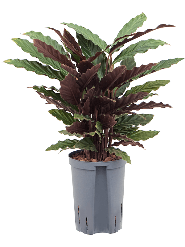 drachenbaum compacta pflege Kaufen Sie jetzt Zimmerpflanze Drachenblutbaum Dracaena 'Compacta' main image 1