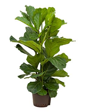 toom goldfruchtpalme Goldfruchtpalme - Dypsis lutescens main image 0