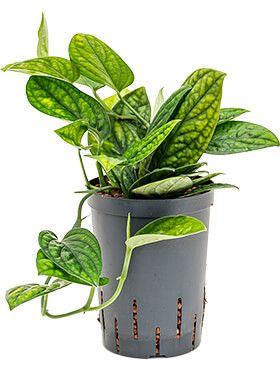philodendron green leaf Philodendron Green Sky — Ecuagenera Orquídeas del Ecuador main image 1