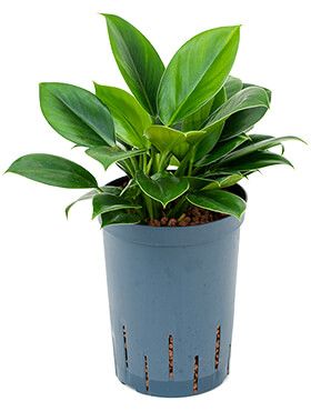 philodendron baudoense Philodendron Green Beauty | Online kaufen main image 1