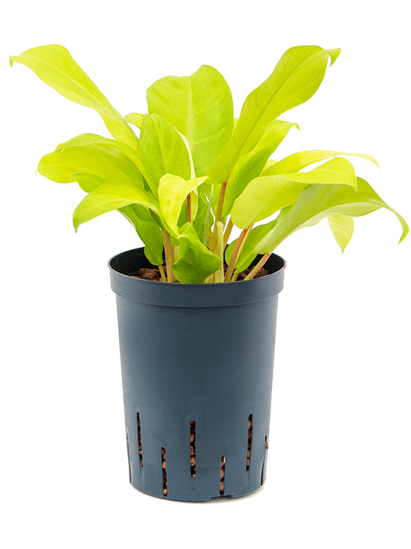 plant bananas Banana Plant ‘Dwarf Lady Finger’ For Sale – Logee's Plants main image 0