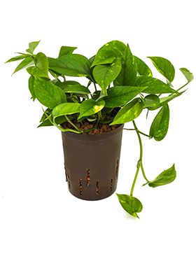 Scindapsus (epipremnum) aureum Hydrokulturpflanze von 30cm kaufen? -  123zimmerpflanzen