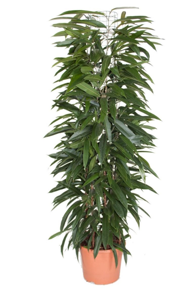 Ficus Alii | Gummibaum 150cm kaufen? - 123zimmerpflanzen