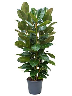 Ficus robusta | Gummibaum 140cm kaufen? - 123zimmerpflanzen