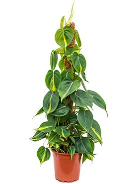 Philodendron grand brasil | 6225 70cm kaufen? - 123zimmerpflanzen