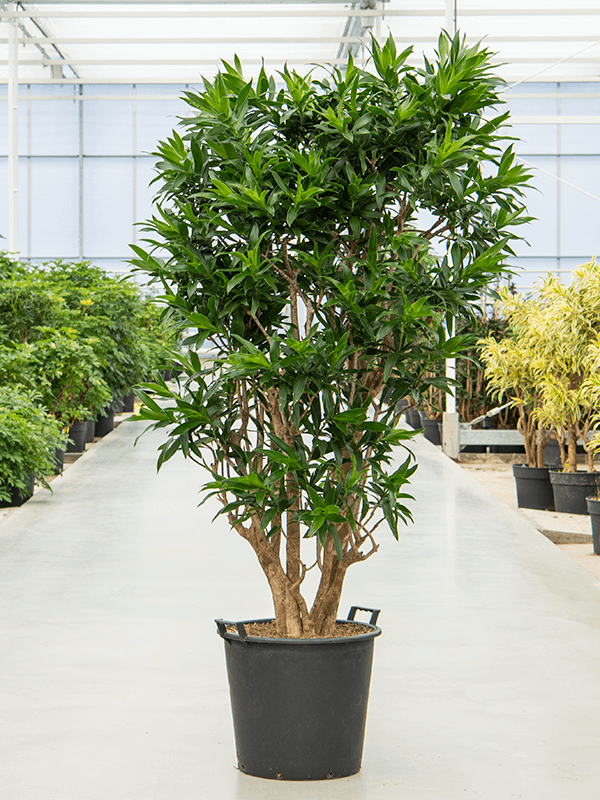 Pleomele (Dracaena) reflexa