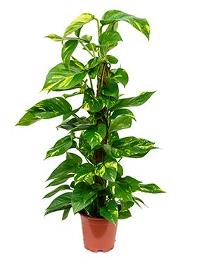 hedera helix gießen Gemeiner Efeu - Hedera Helix - Hängeampel mit weißen Topf Basic main image 1