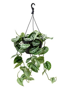 Scindapsus pictus trebie | Efeutute 120cm kaufen? - 123zimmerpflanzen