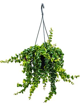 Aeschynanthus rasta | Lippenstiftblume 30cm kaufen? - 123zimmerpflanzen