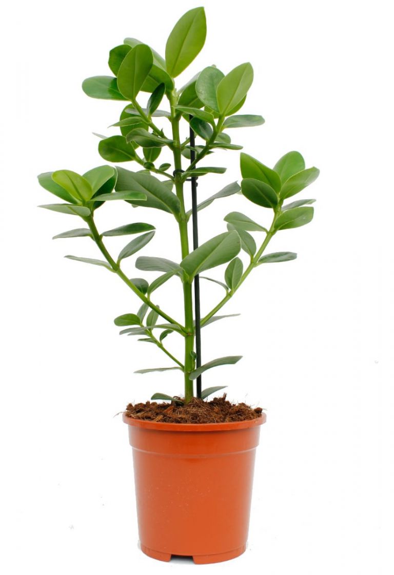 Clusia rosea princess | Balsamapfel 55cm kaufen? - 123zimmerpflanzen