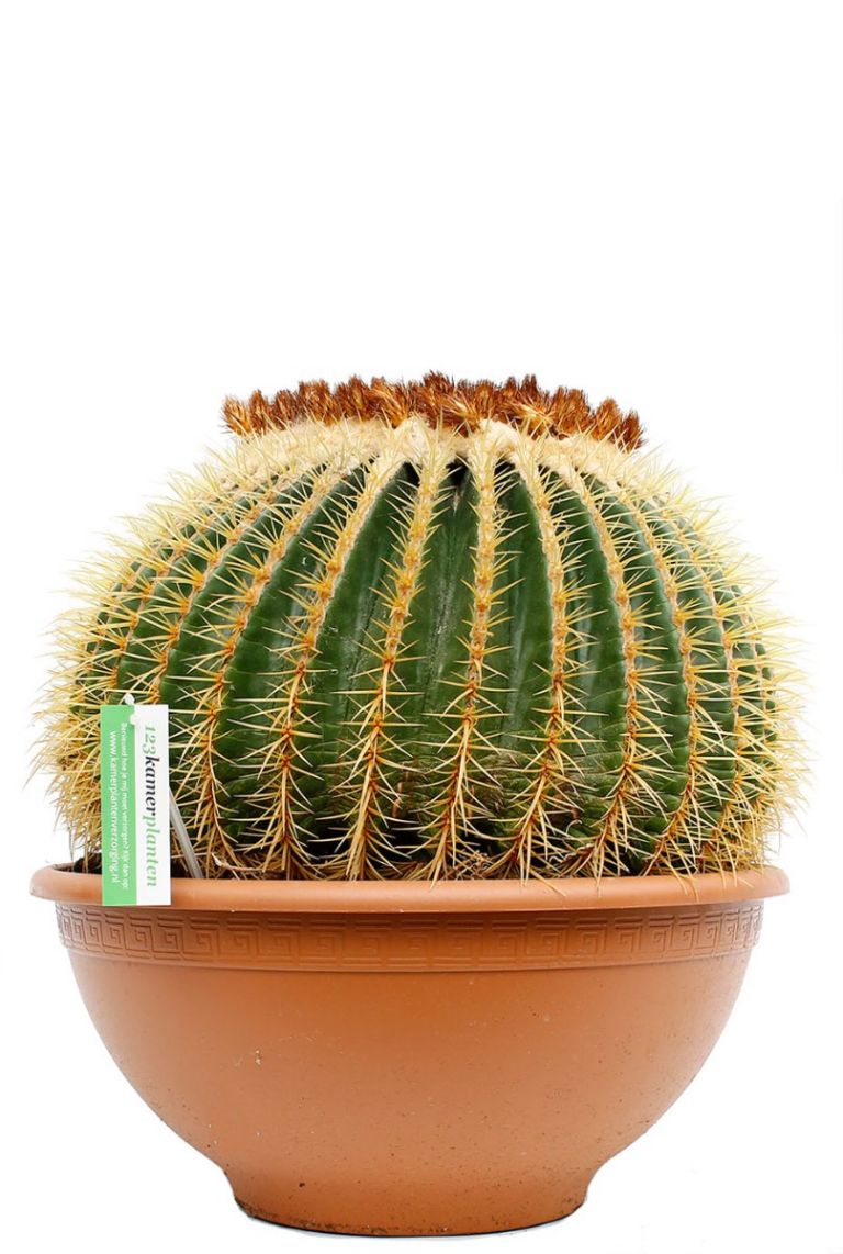 Echinocactus grusonii | Goldkugelkaktus 60cm kaufen? - 123zimmerpflanzen
