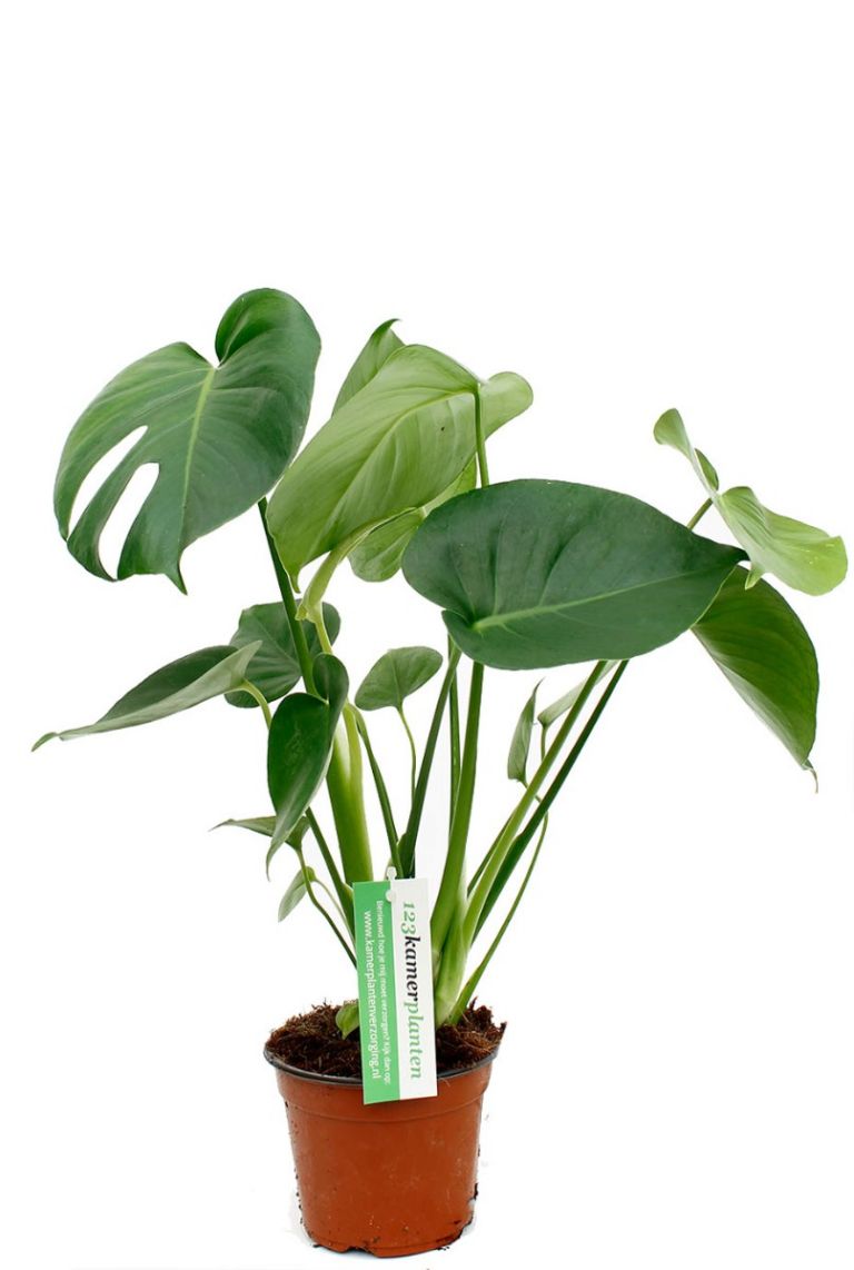 Monstera Deliciosa | Fensterblatt 30cm kaufen? - 123zimmerpflanzen