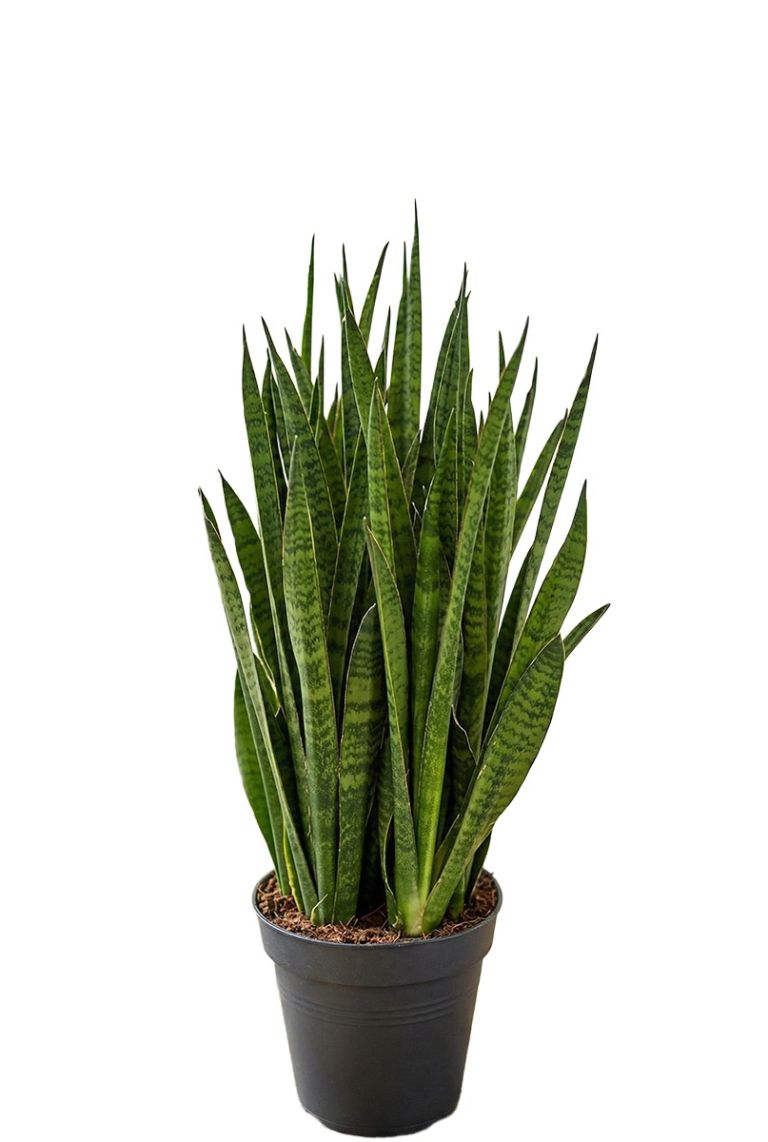 Sansevieria kirkii | Bogenhanf 45cm kaufen? - 123zimmerpflanzen
