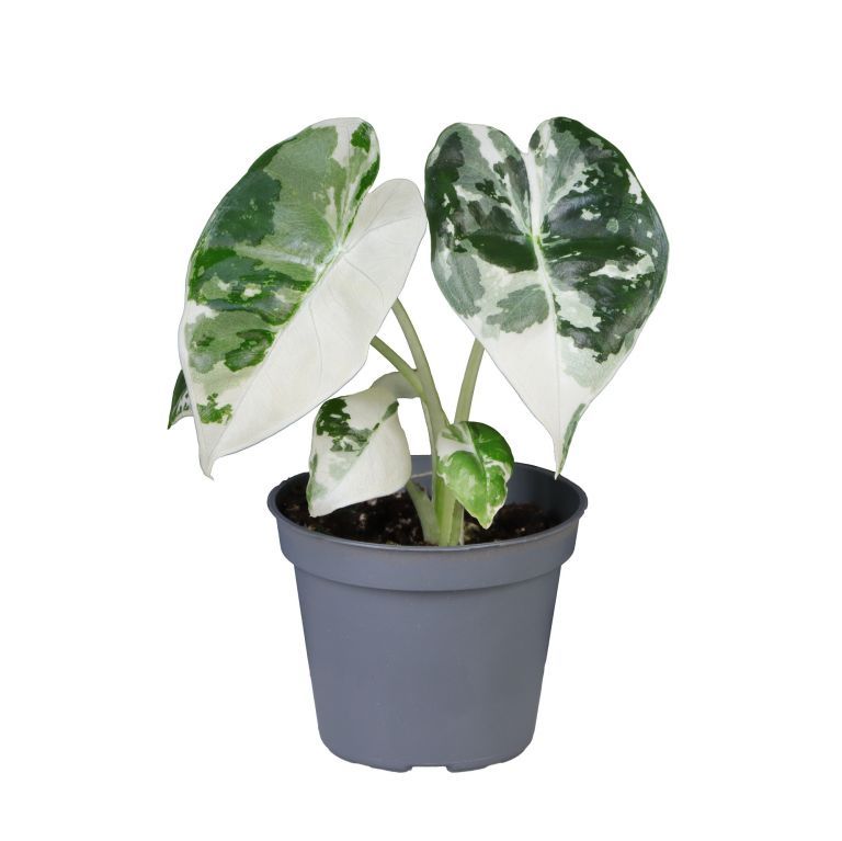 Alocasia Frydek Variegata 6 cm | 12cm kaufen? - 123zimmerpflanzen