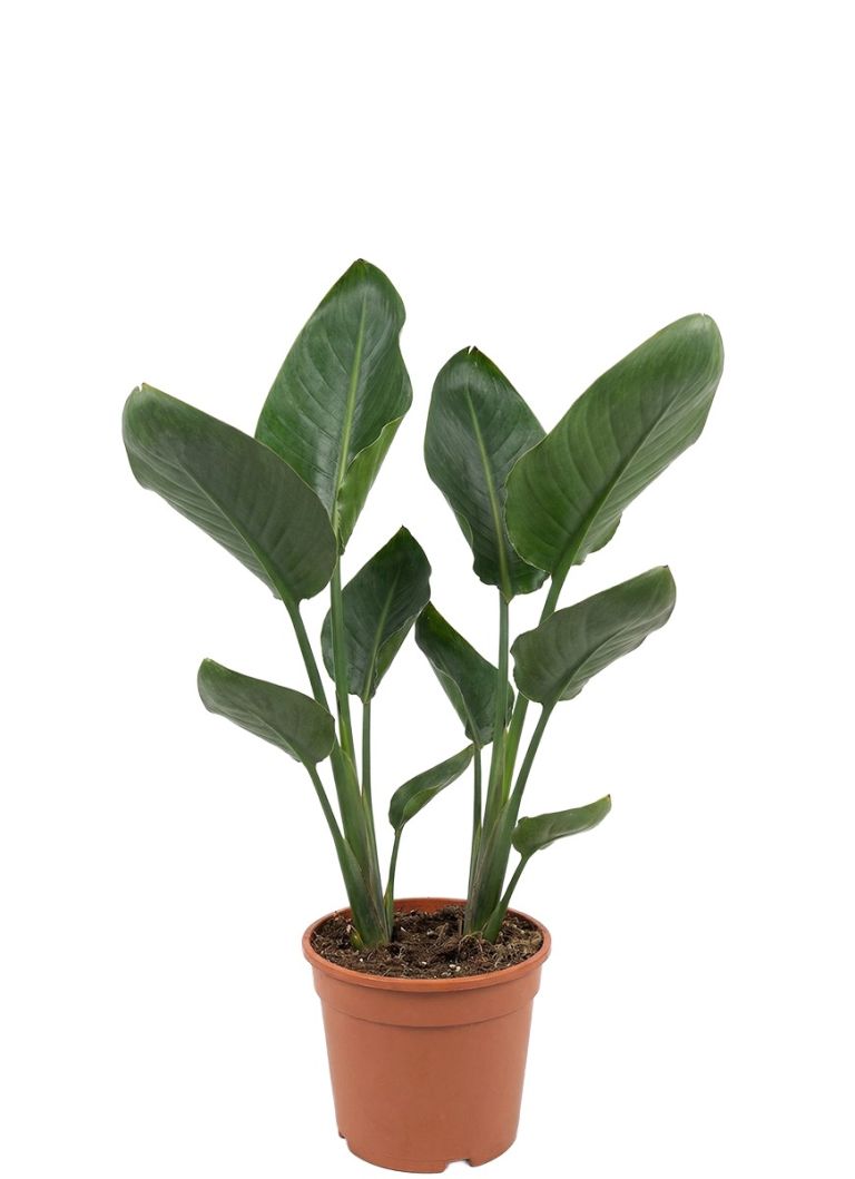 Strelitzia Reginae | Paradiesvogelblume 100cm kaufen? - 123zimmerpflanzen