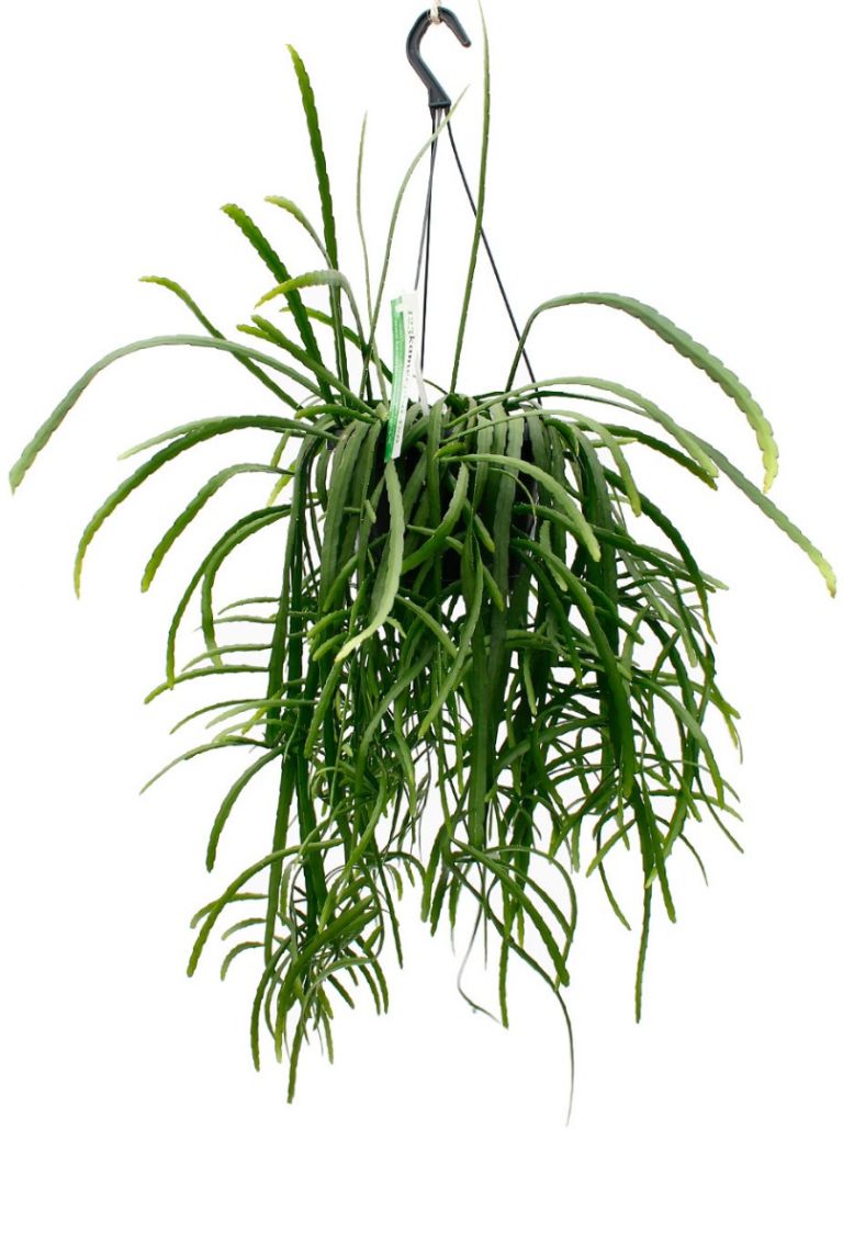 Lepismium bolivianum | 6225 40cm kaufen? - 123zimmerpflanzen