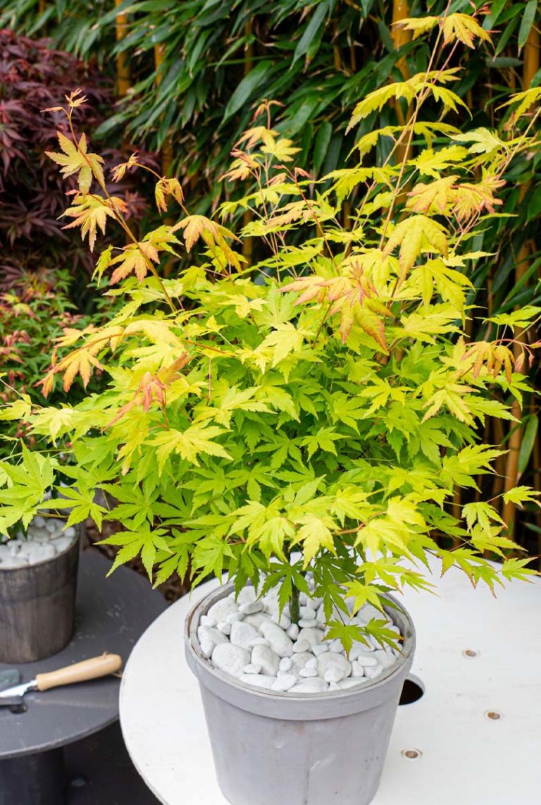 große zimmerpflanzen palme Kentia Palme (Howea fosteriana)