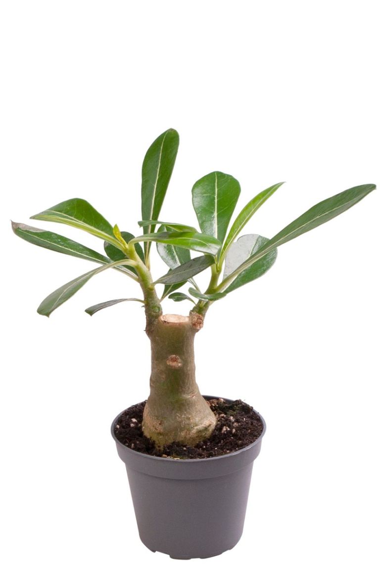 Adenium Obesum | Adenium Obesum 14cm kaufen? - 123zimmerpflanzen