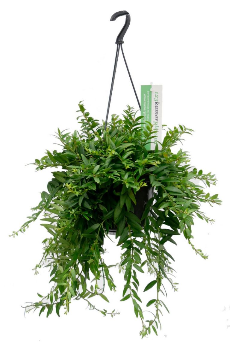 Aeschynanthus japhrolepis | Lippenstiftblume 50cm kaufen? -  123zimmerpflanzen