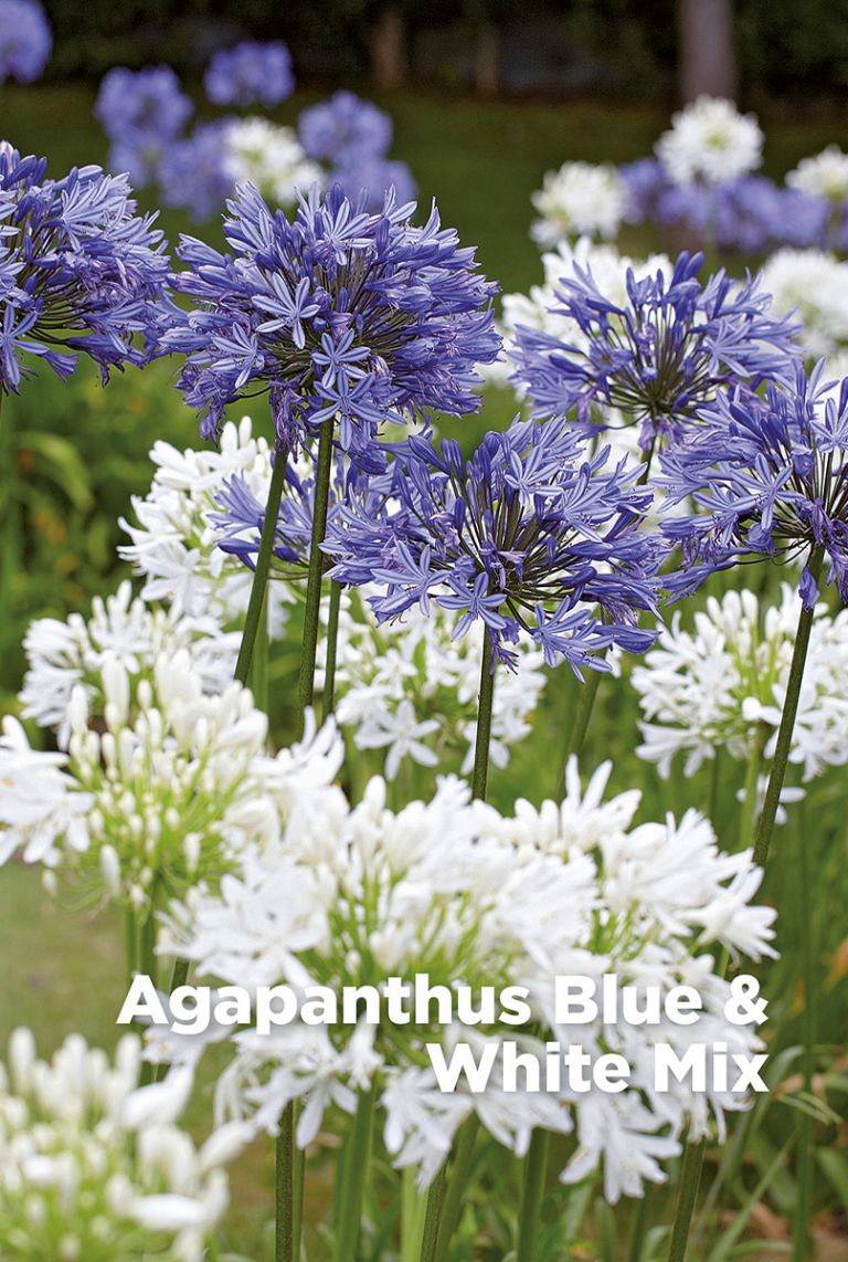 agapanthus mit blaukorn düngen Bio-Agapanthus 'blau & weiß' Mischung - Aus biologischem Anbau main image 0