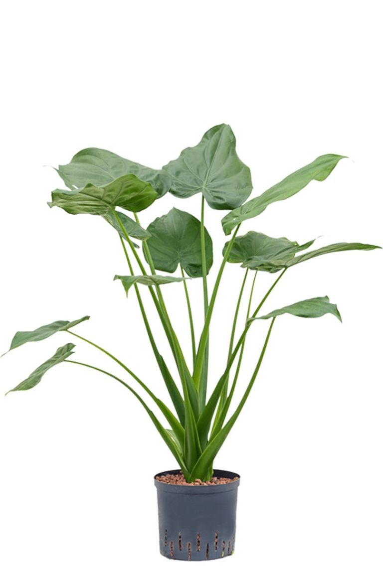 Alocasia cucullata