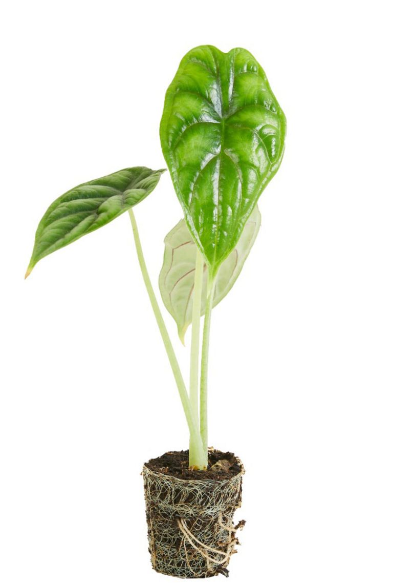Alocasia Dragon Scale | Stecklinge 20cm kaufen? - 123zimmerpflanzen