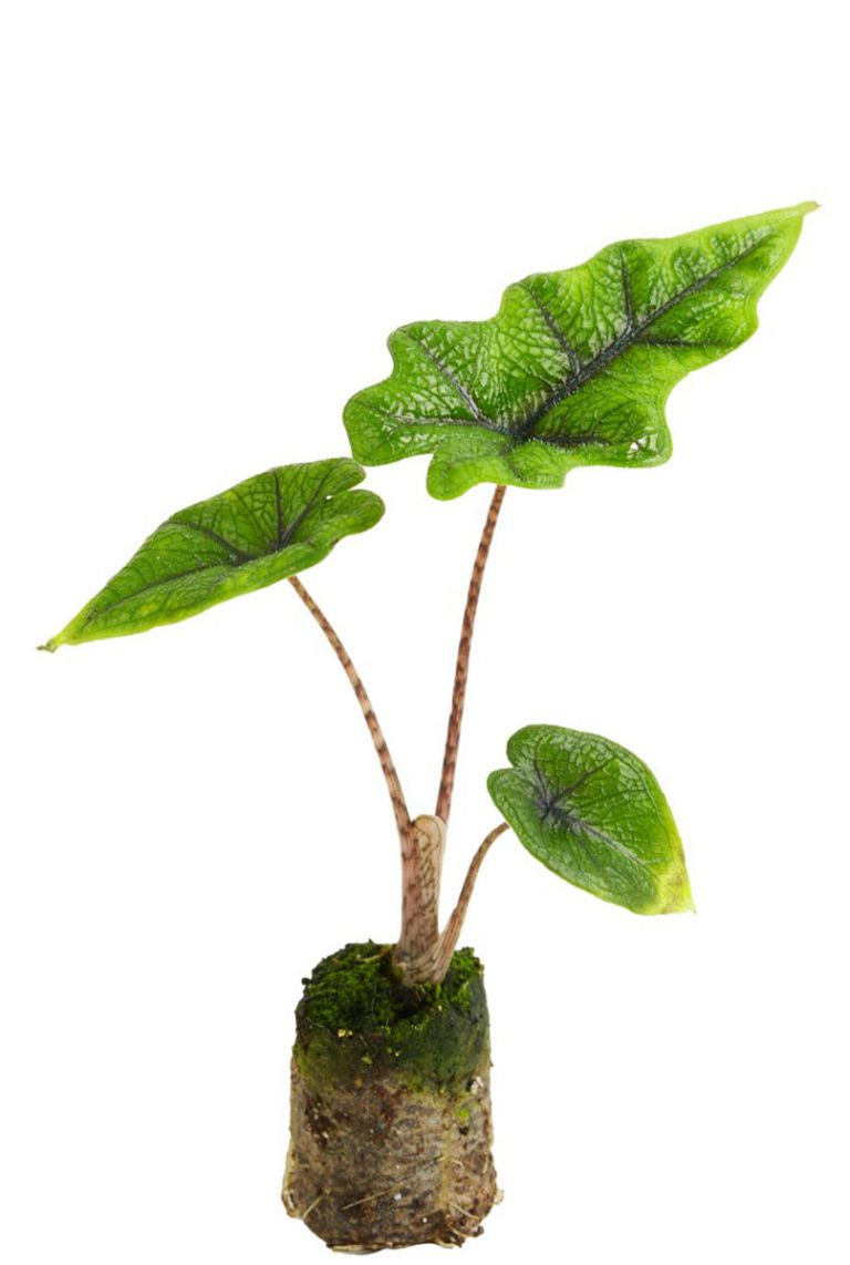 Alocasia Jacklyn | Stecklinge 10cm kaufen? - 123zimmerpflanzen