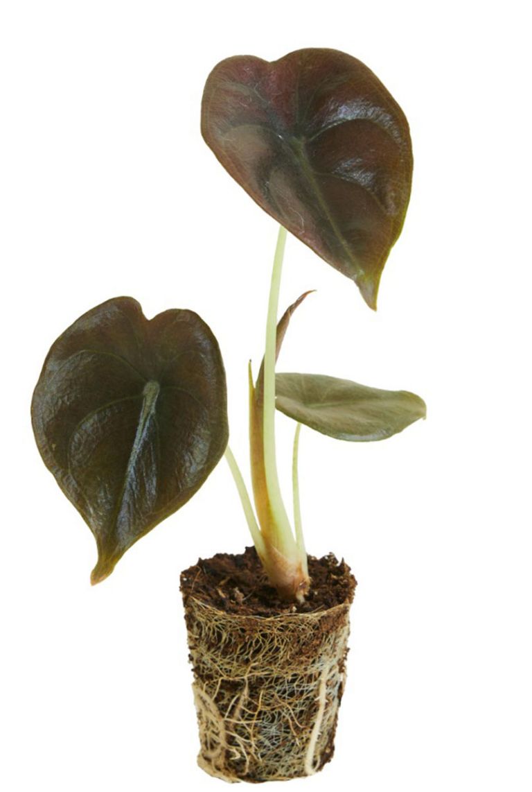 Alocasia Red Secret | Stecklinge 20cm kaufen? - 123zimmerpflanzen