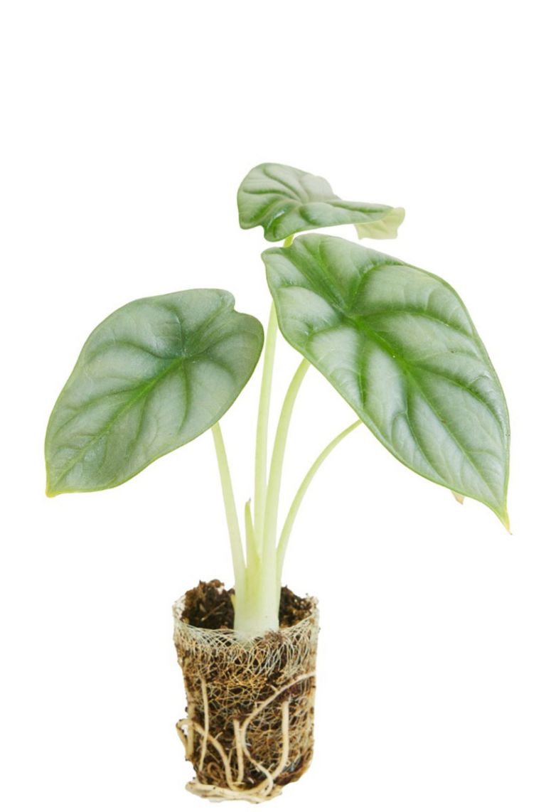 Alocasia Silver Dragon | Stecklinge 10cm kaufen? - 123zimmerpflanzen