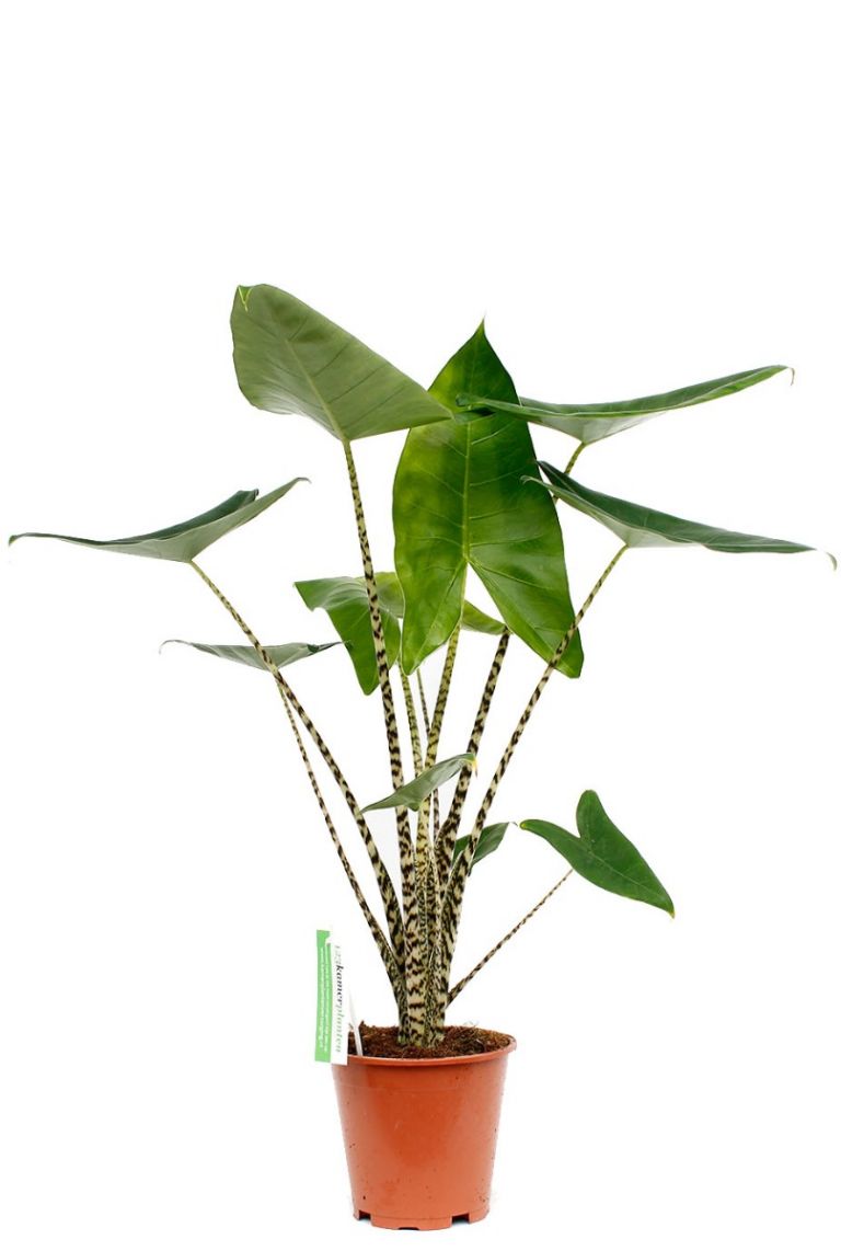 Alocasia Zebrina Zimmerpflanze Von 70 Cm Kaufen 123zimmerpflanzen