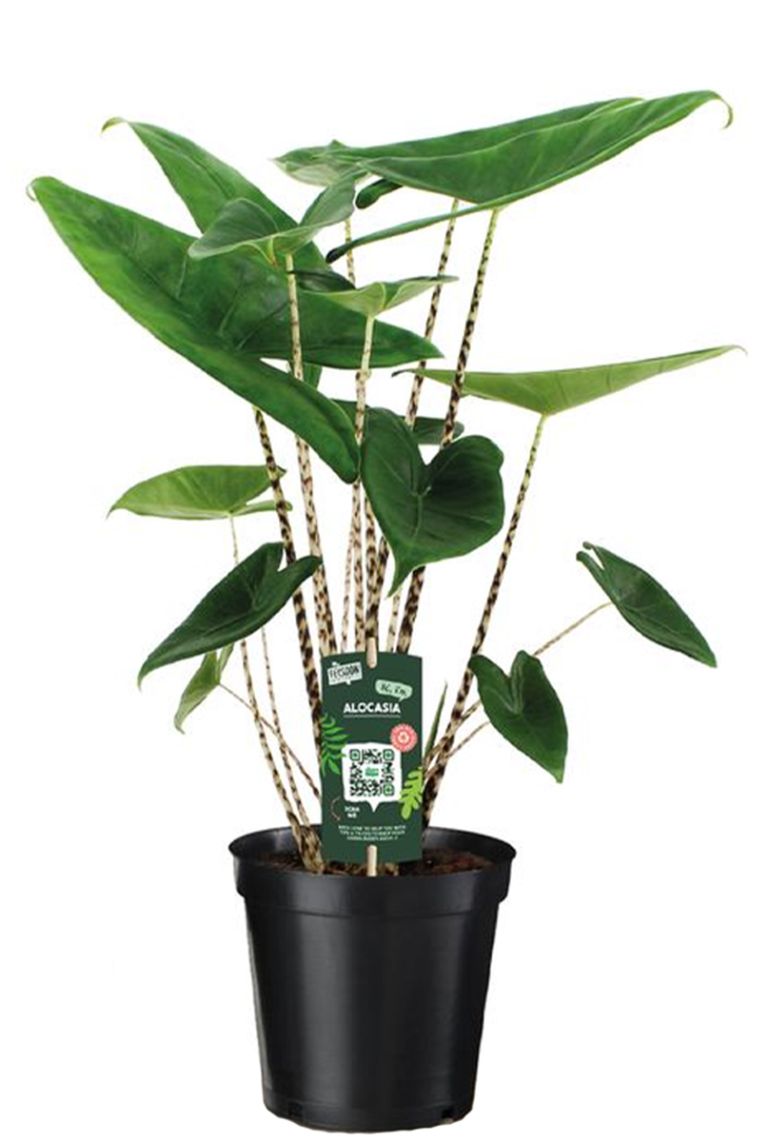 Alocasia Zebrina Siberian Tiger | Elefantenohr 60cm kaufen? -  123zimmerpflanzen