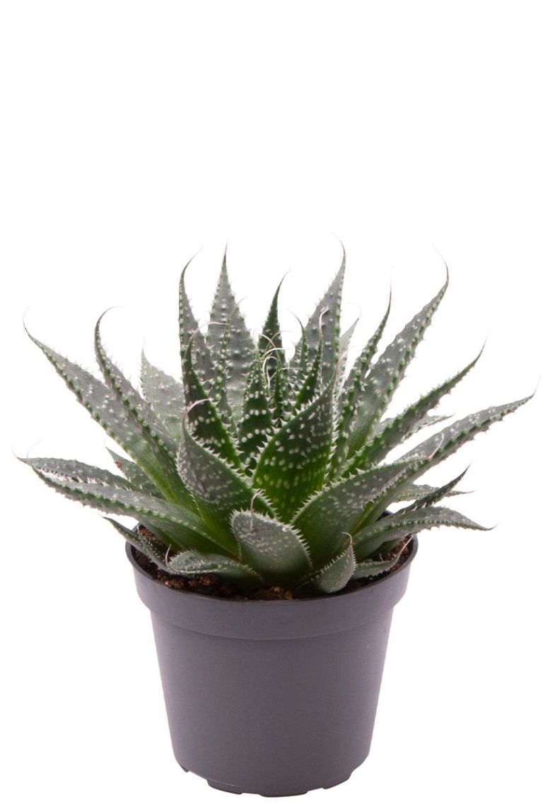 Aloe Aristata | Stecklinge 15cm kaufen? - 123zimmerpflanzen