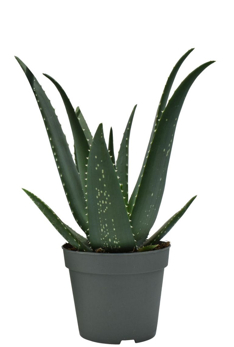 schaebens aloe vera trink gel VEGAN BEAUTY] Mild & Moisture Aloe Vera Watery Gel (Tube) – Nature Republic  USA main image 0