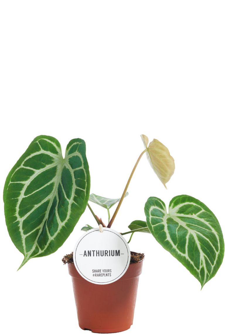 kaffeepflanze bonsai Bonsai Ficus Ginseng – Pflanzen für Flaschengarten – Greenery Living main image 0