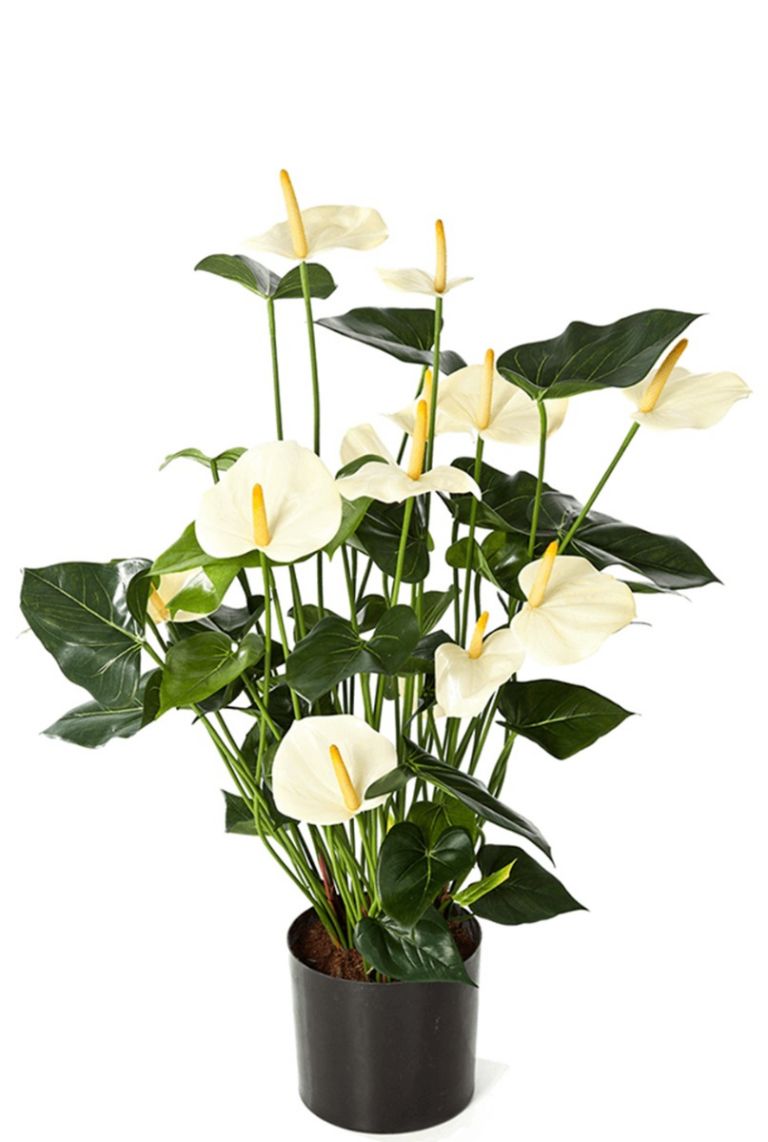 Anthurium Kunstpflanzen 123zimmerpflanzen von 78cm kaufen?-
