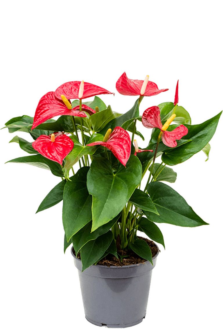 Anthurium rote Blume | Flamingoblumen 55cm kaufen? - 123zimmerpflanzen