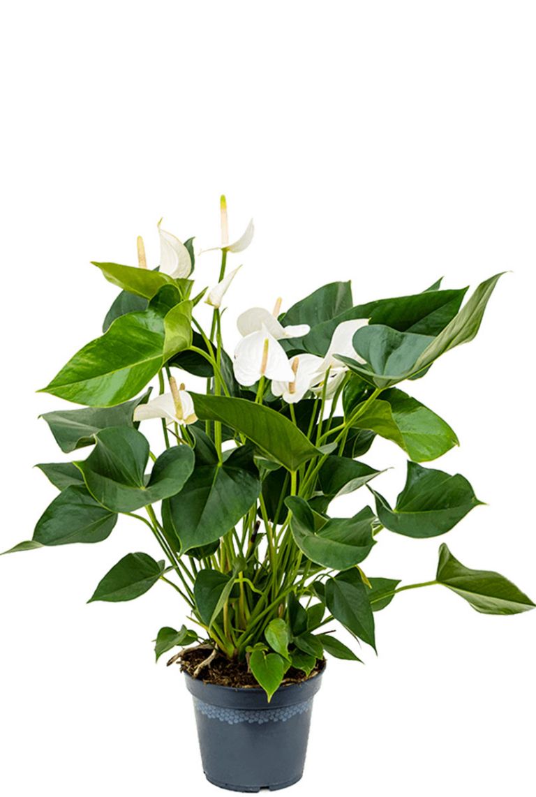 Weie Anthurie | Flamingoblumen 65cm kaufen? - 123zimmerpflanzen