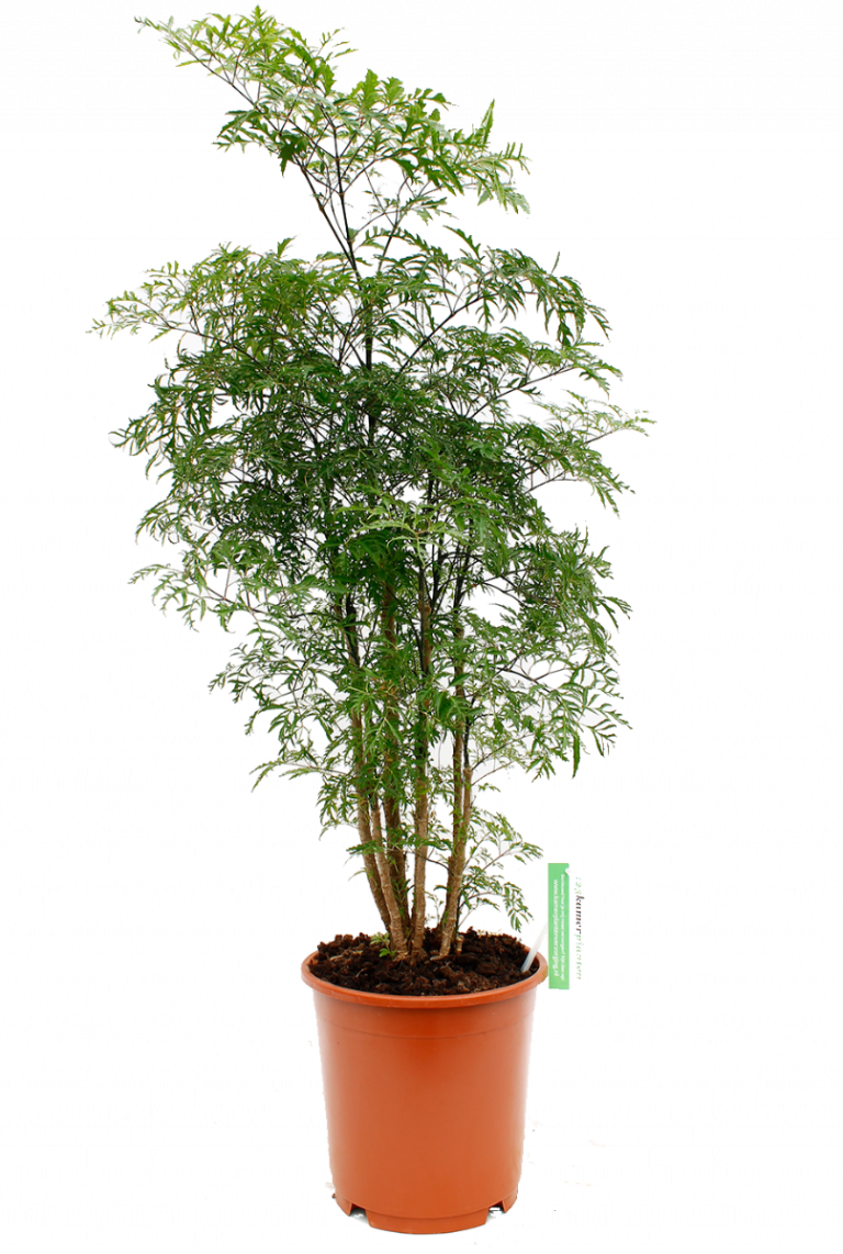 Trendyplants Polyscias Hawaiiana Ming - Zimmerpflanze 80-100cm, Topf 19cm