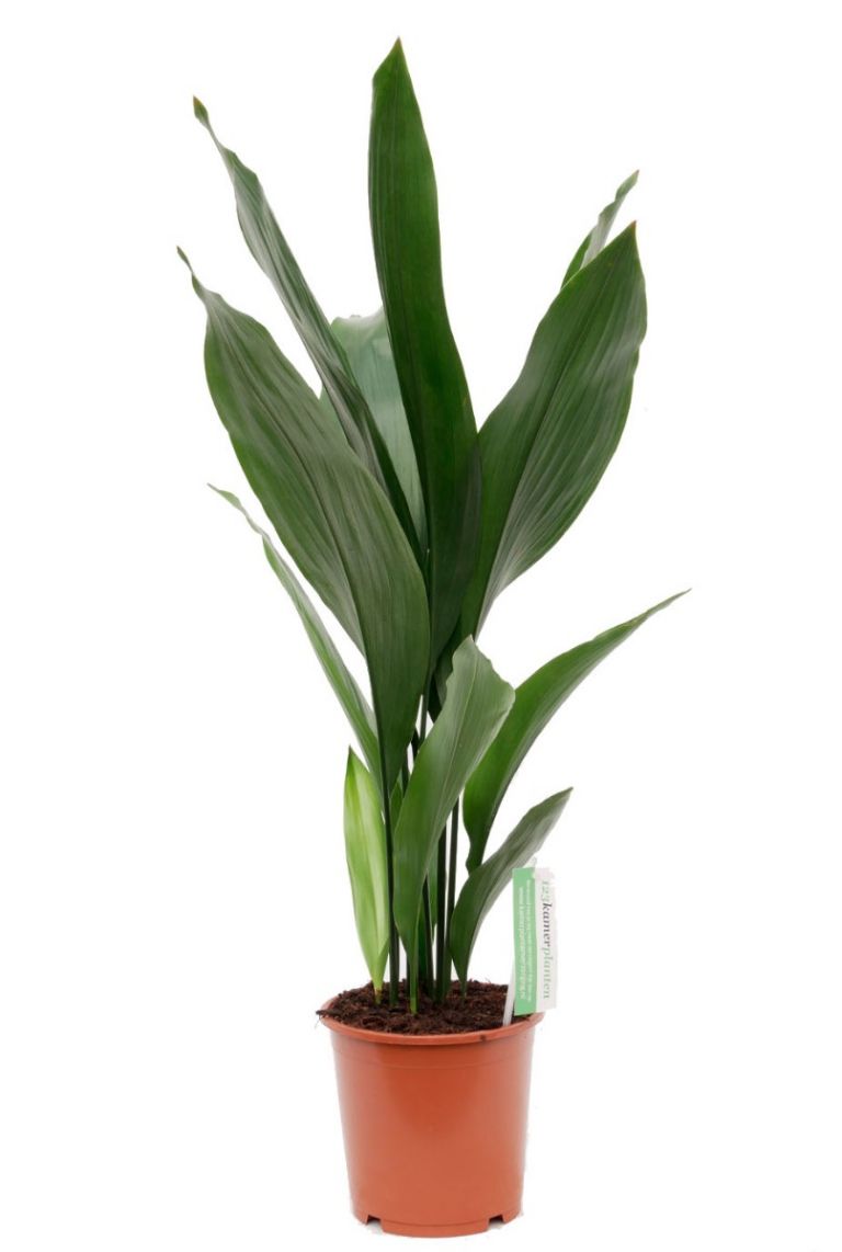 Aspidistra Eliator | Schusterpalme 50cm kaufen? - 123zimmerpflanzen